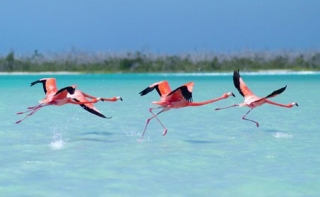  Flamingo sightings